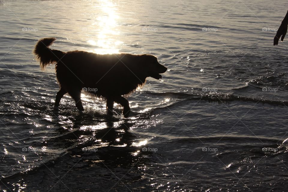 The Dog Beach