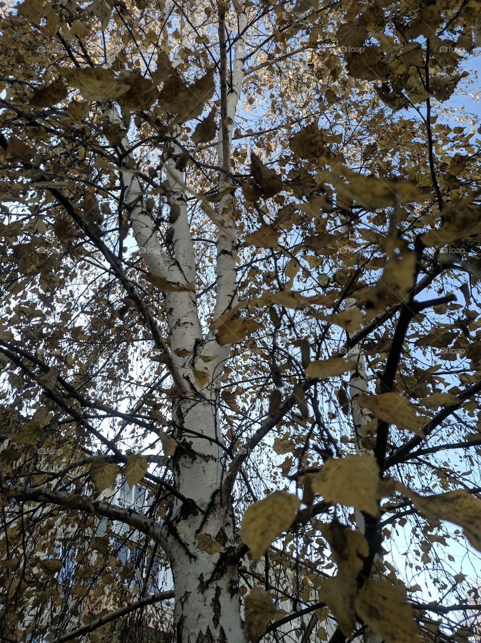autumn birch