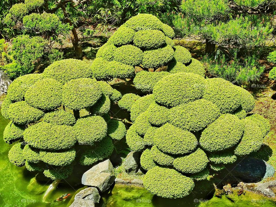 Expert Topiary. Cultivated Topiary Tree In Japanese Tea Garden
