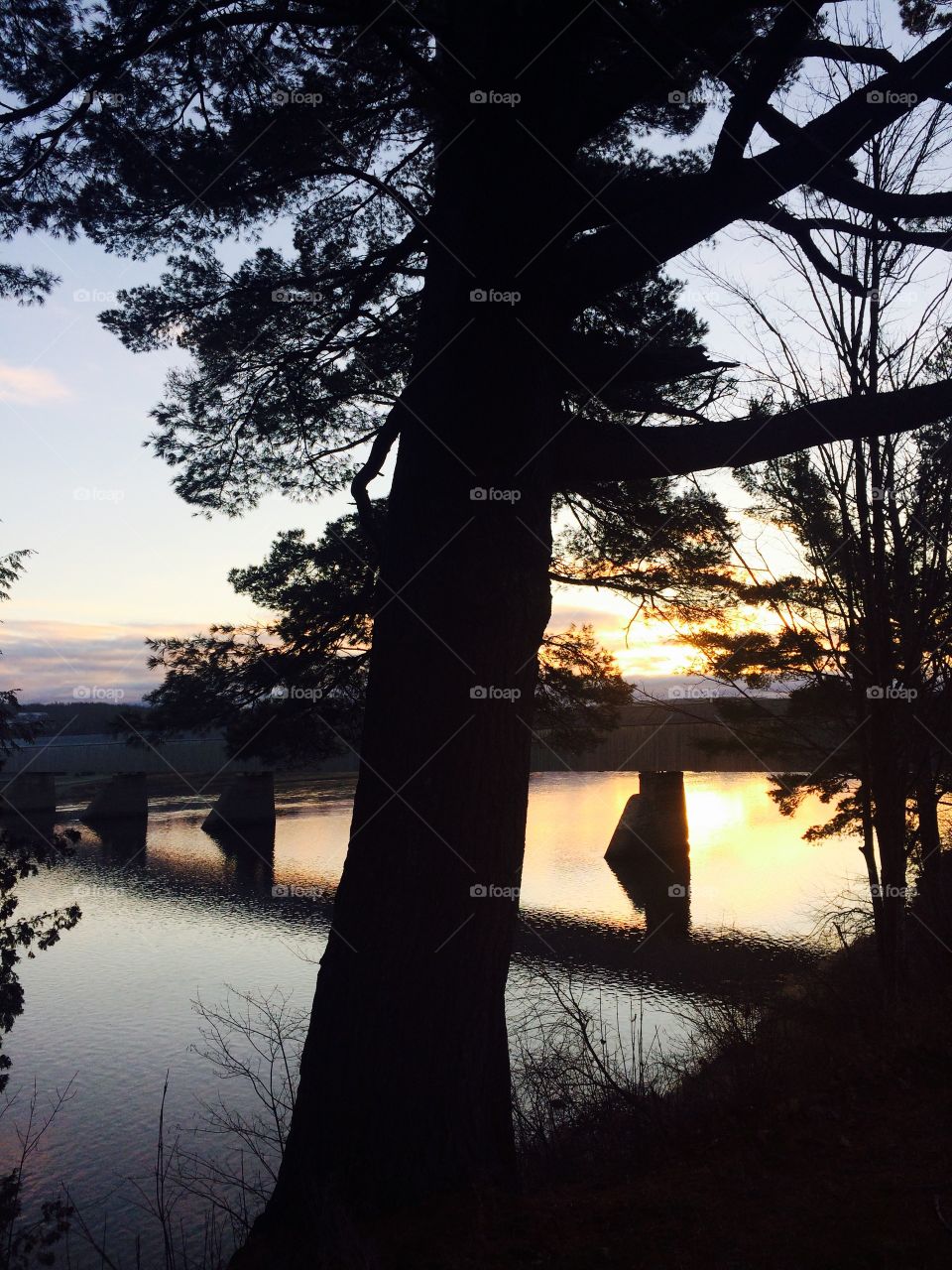 Pine tree with the longest covered bridge in the world behind 