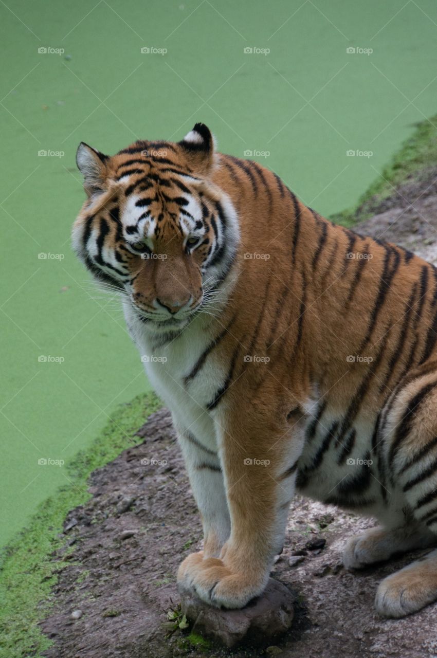 Tiger 