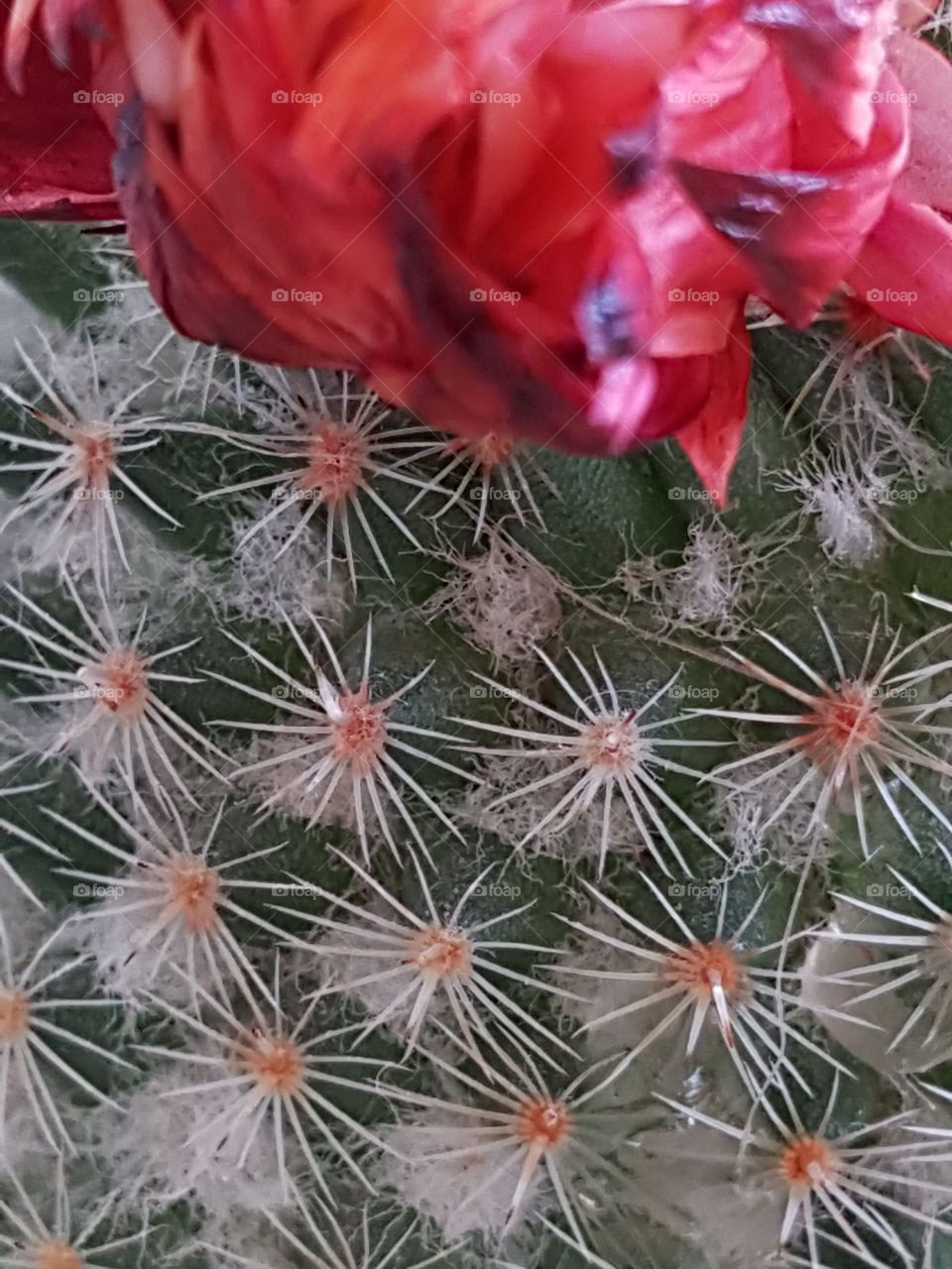 Cactus