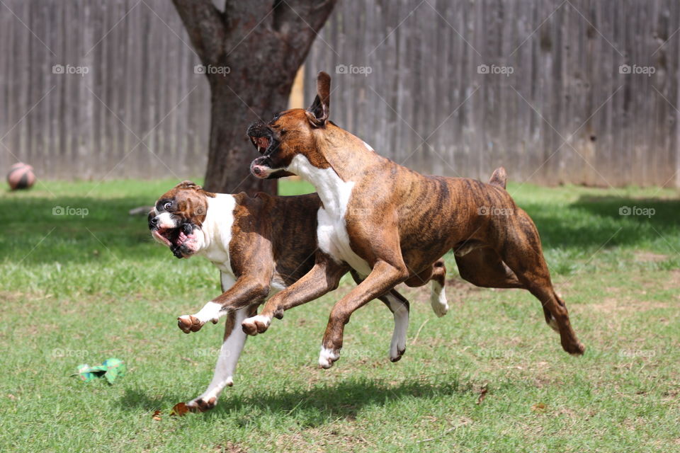 Boxer dogs running and playing