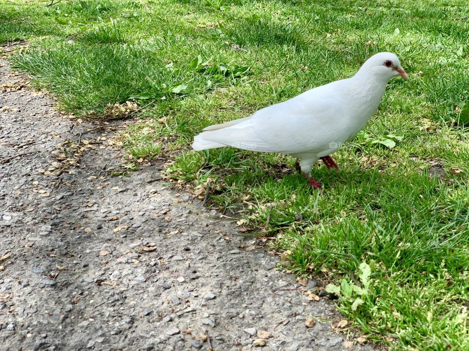 Beautiful white pigeon walking on the green grass Central Park. 