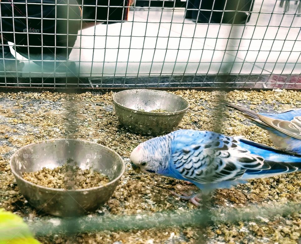 Blue Sparrow