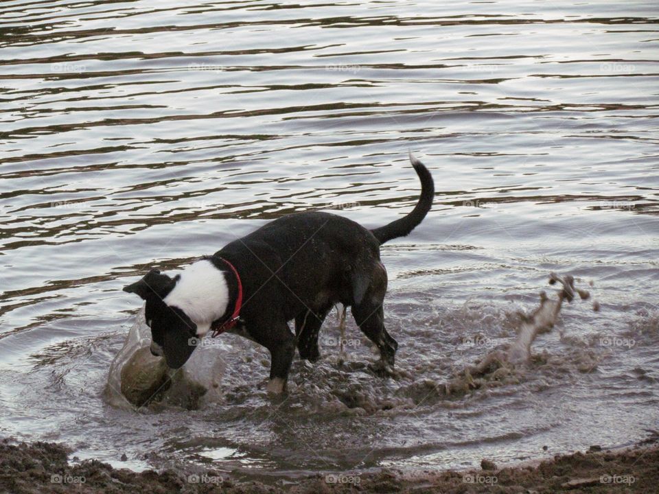 dog playing with a rock in the water