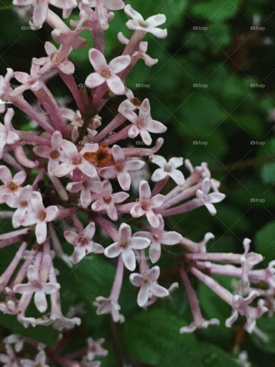 Close up of pretty pink flowers