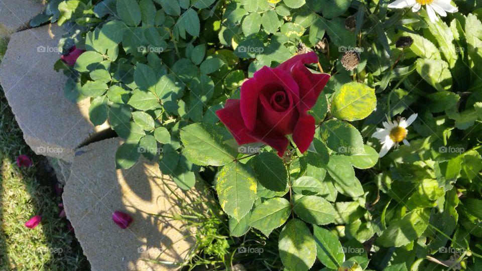 Beautiful Red Rose