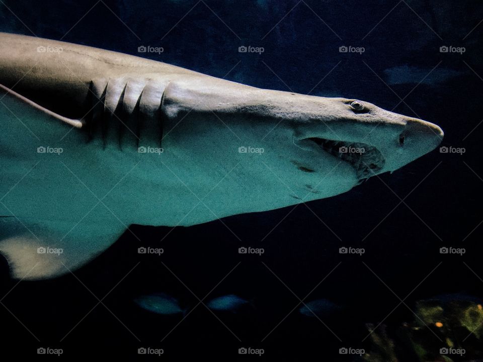 Shark swimming in aquarium