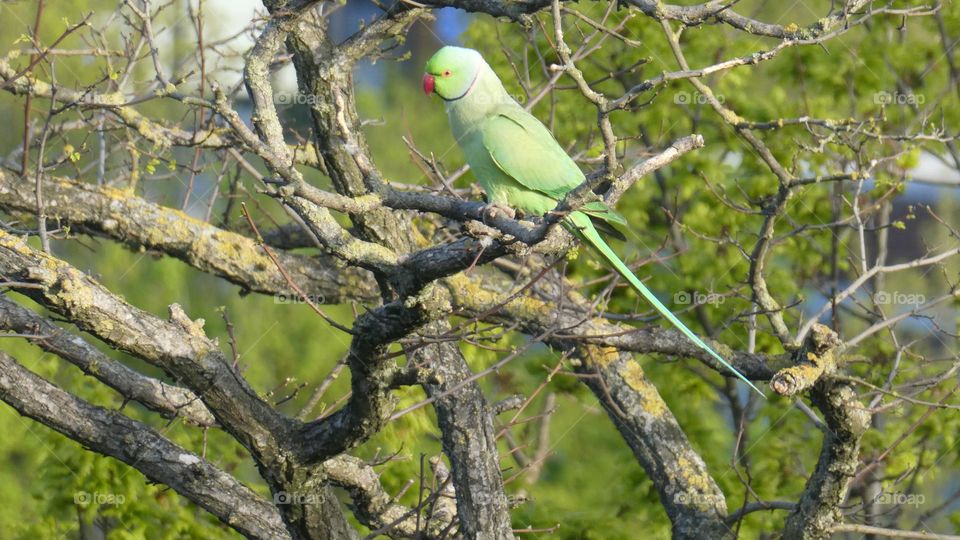 A green parrot in London