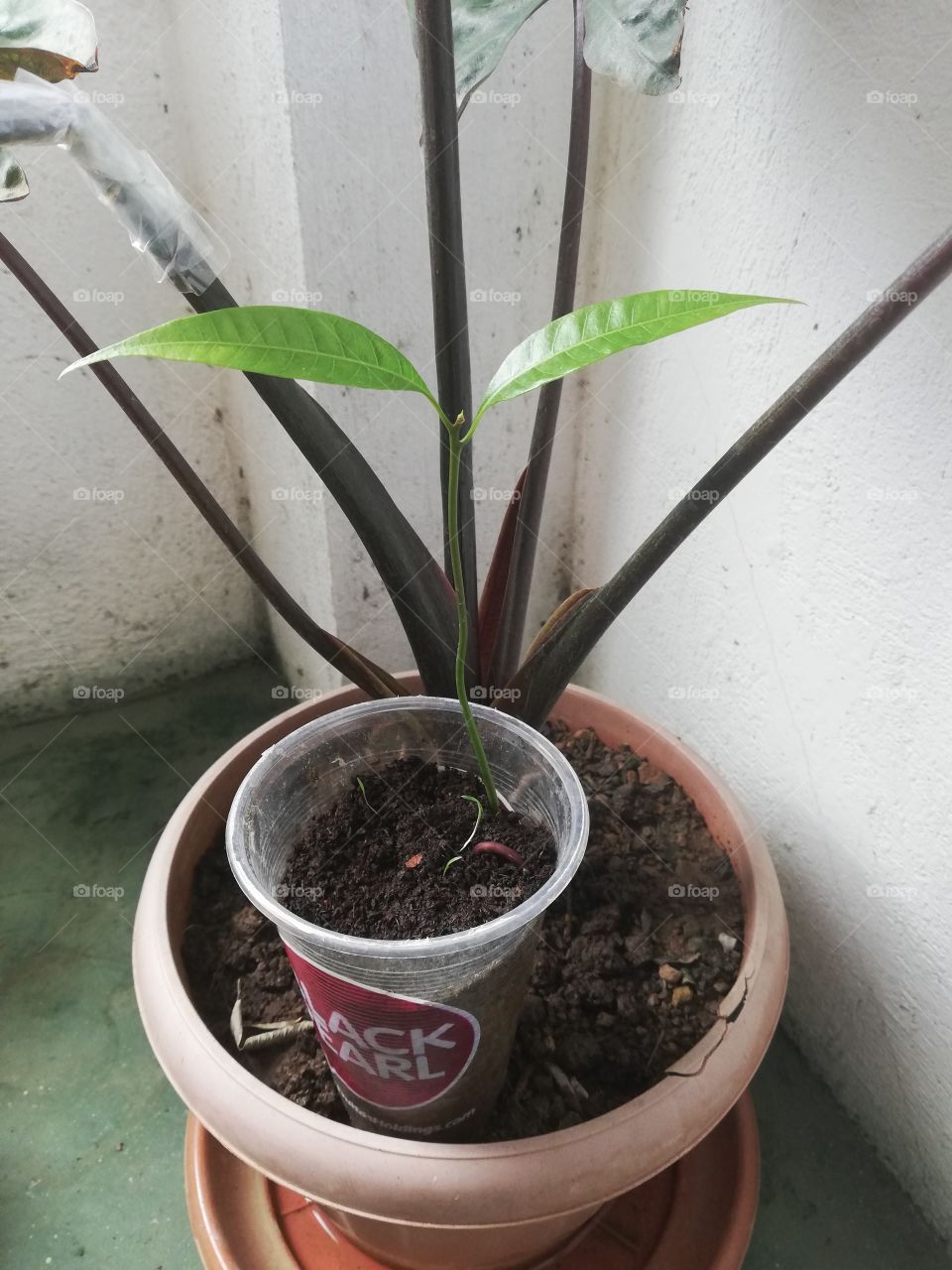Mango seedling
