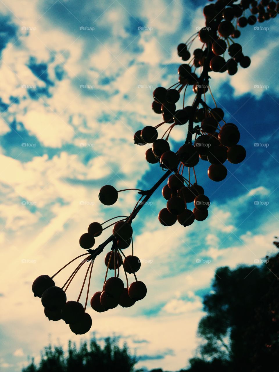 Fall sky. Beautiful trees at the apple orchard :)