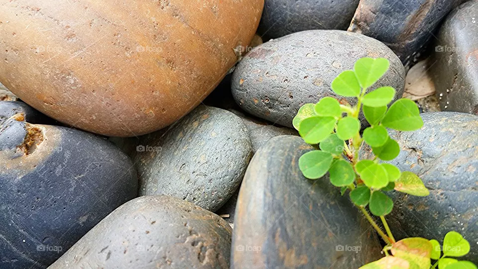 rock
