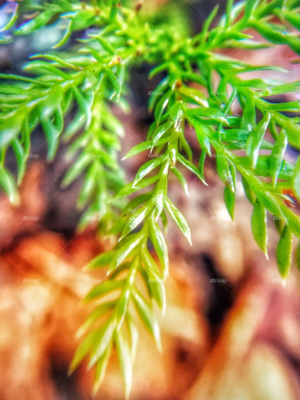 Plant closeup 