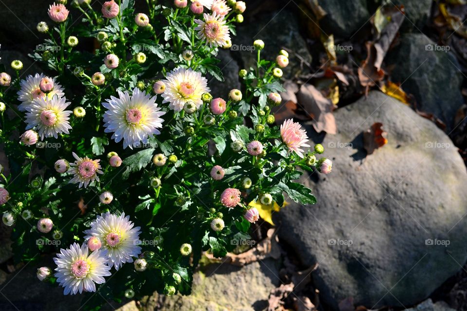 White Chrysanthemum and stones