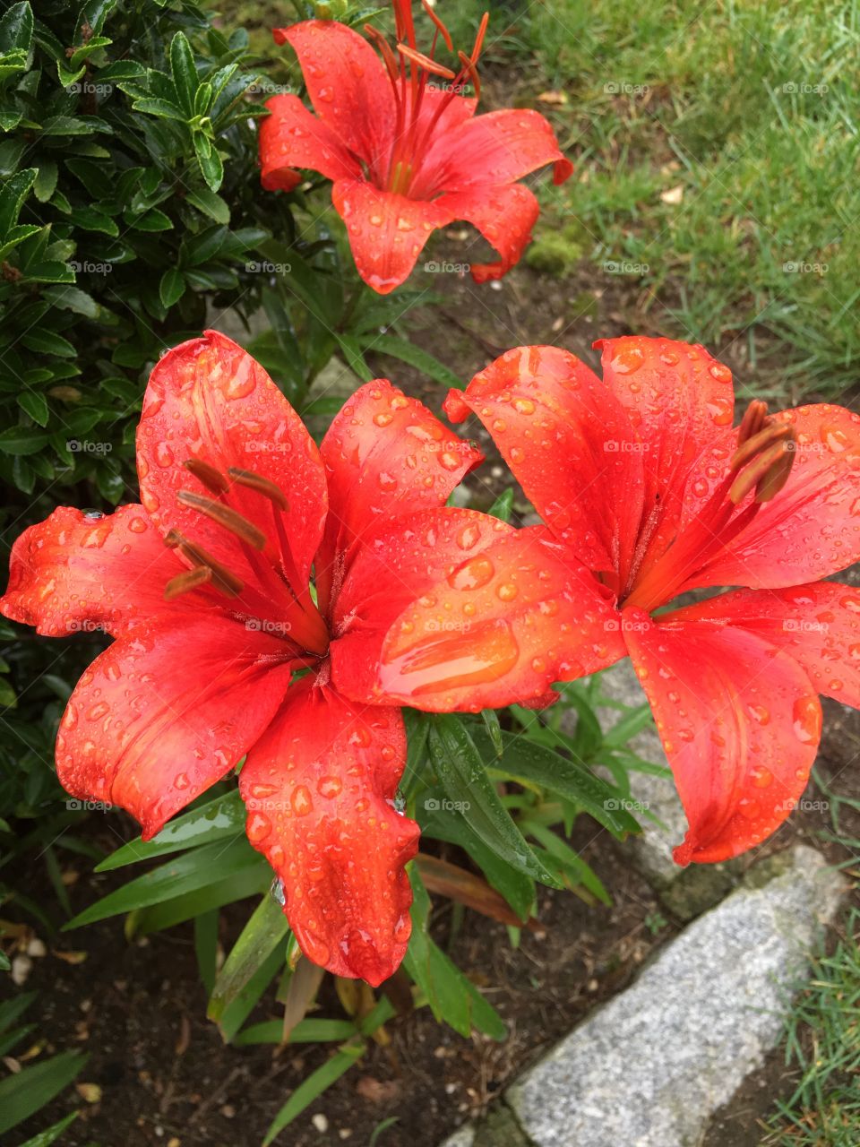 Coral lilies after the rain 
