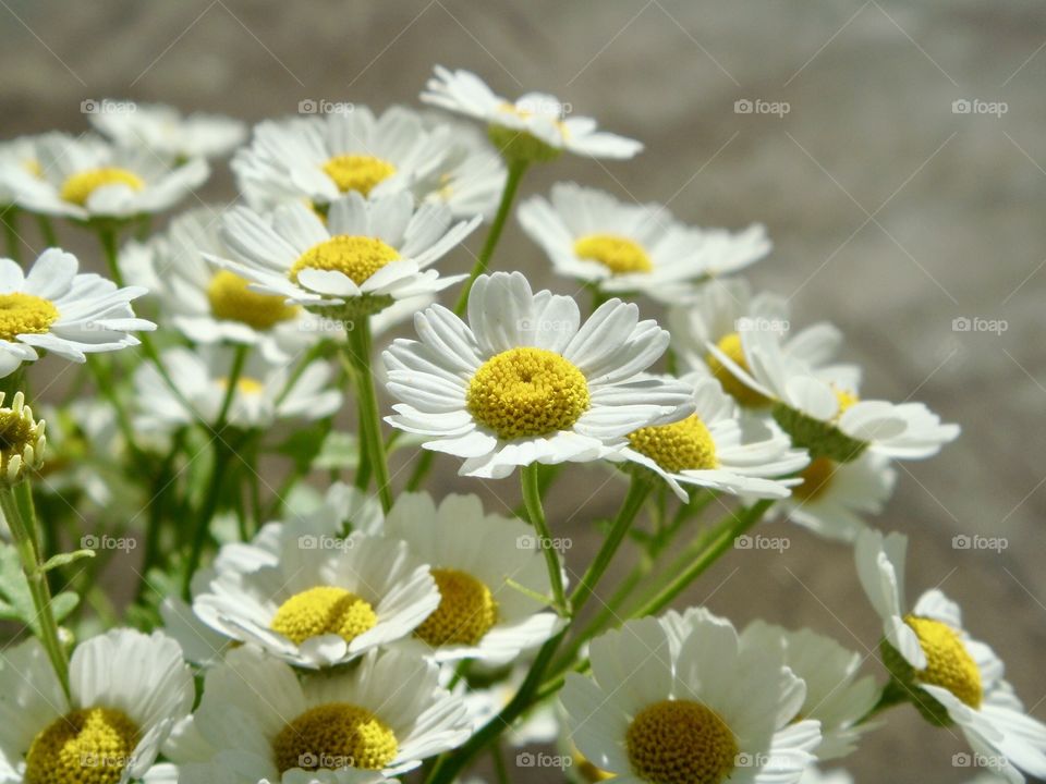 Beautiful Flowers...