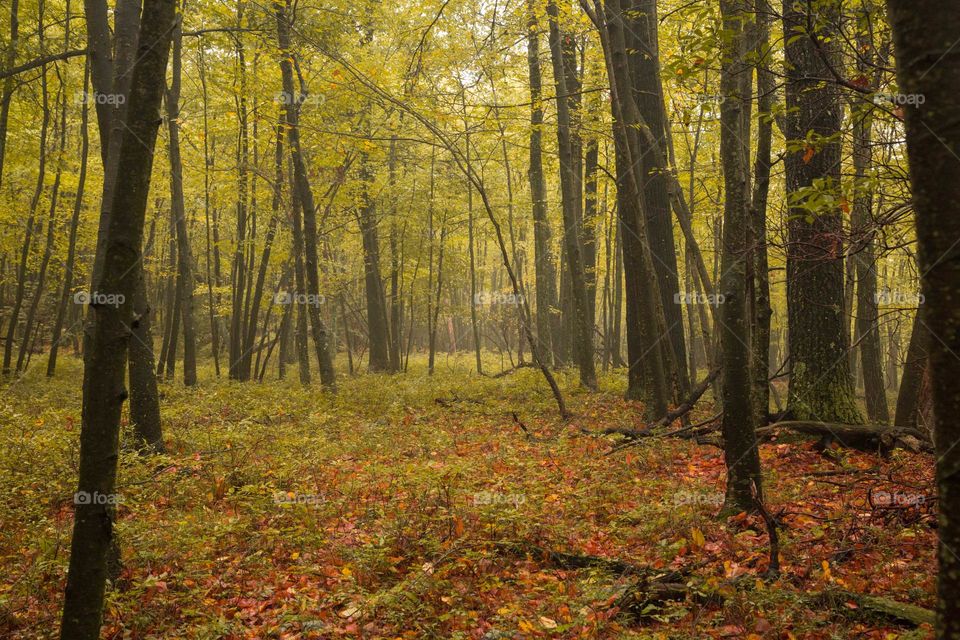 Autumn trees in forest
