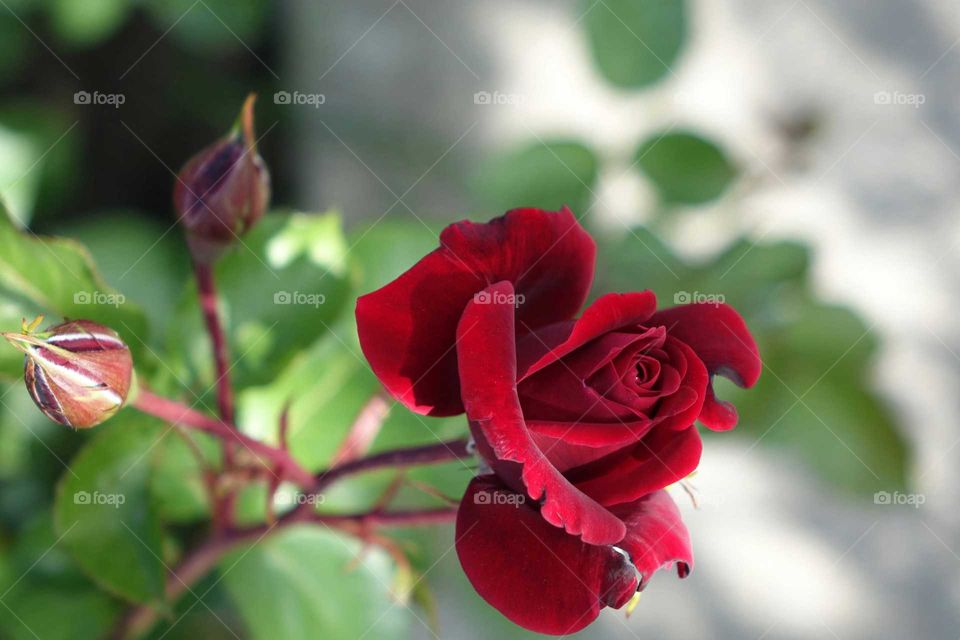 rose my love