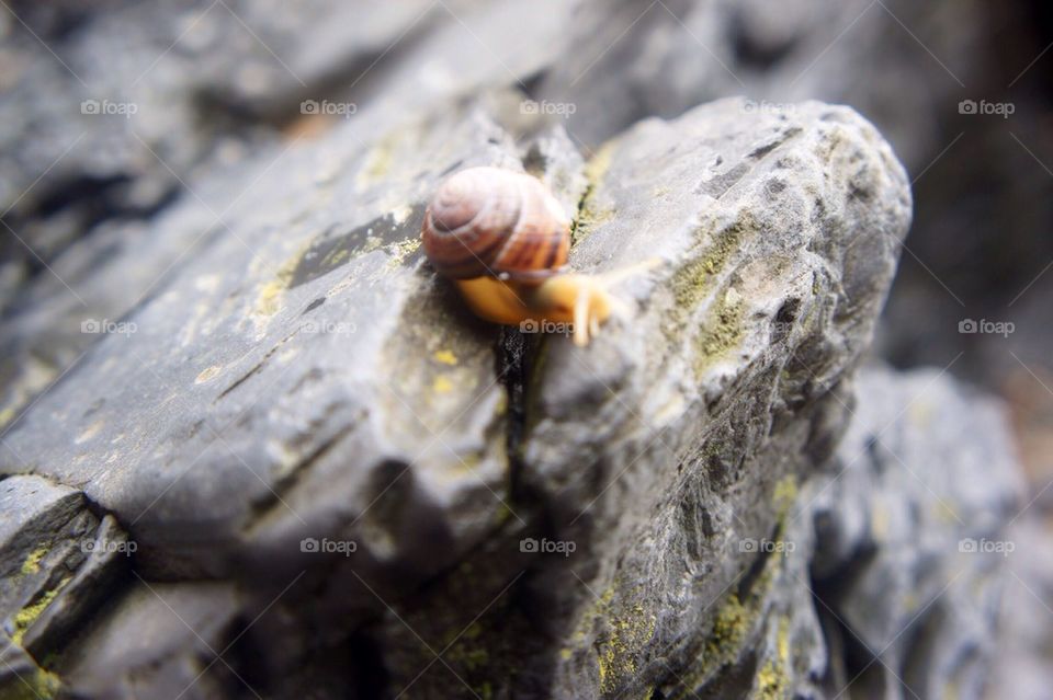 Snail