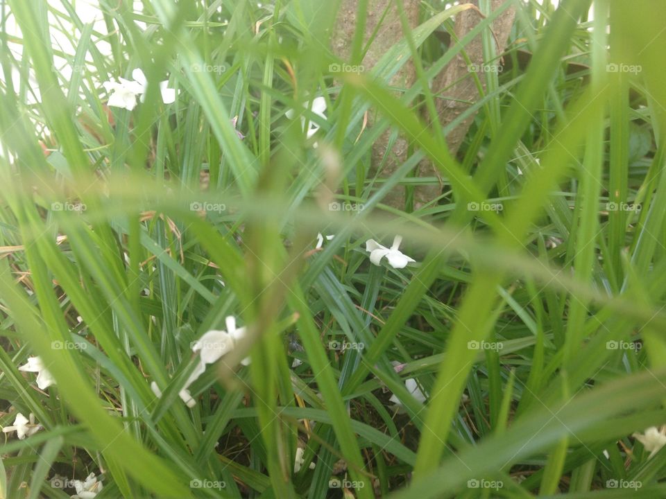 Wrightia religiosa Benth on the grass.