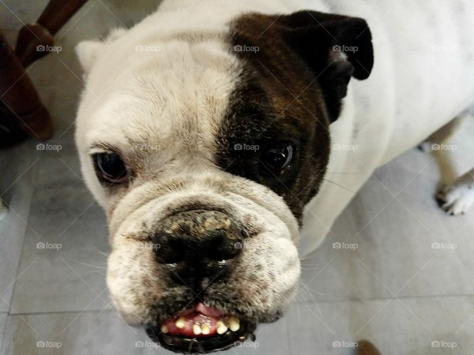 Meet Toby, a brown and white eleven-year-old English bulldog that loves to wrestle, lick, and eat pizza, just like any cool bulldog would!