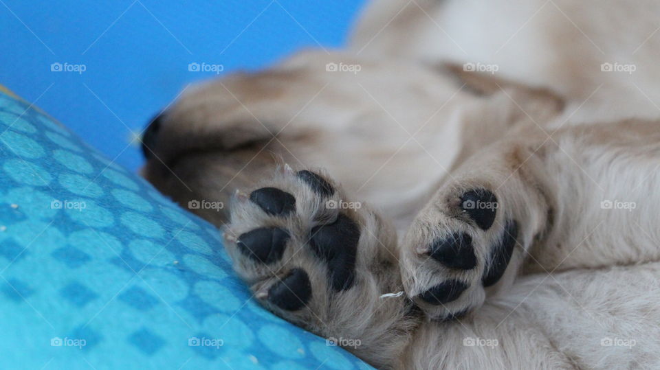 sleeping puppy paws on a vibrant blue pillow.