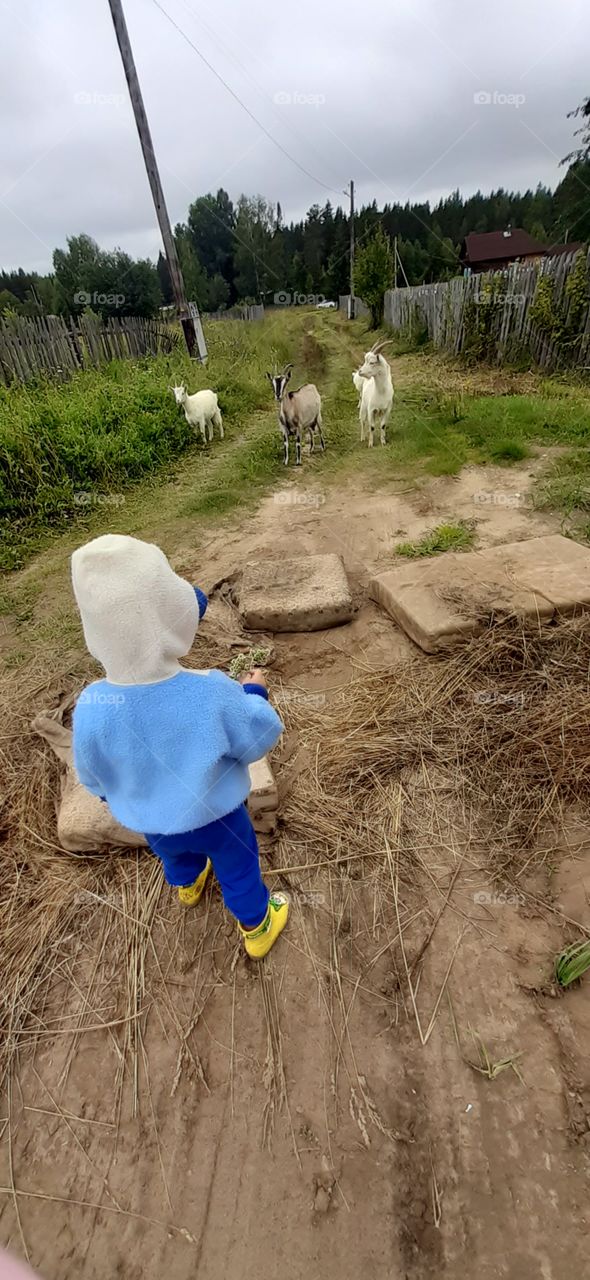 ребёнок встретил коз
