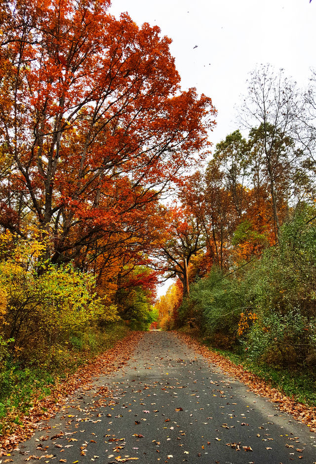 Colorful fall