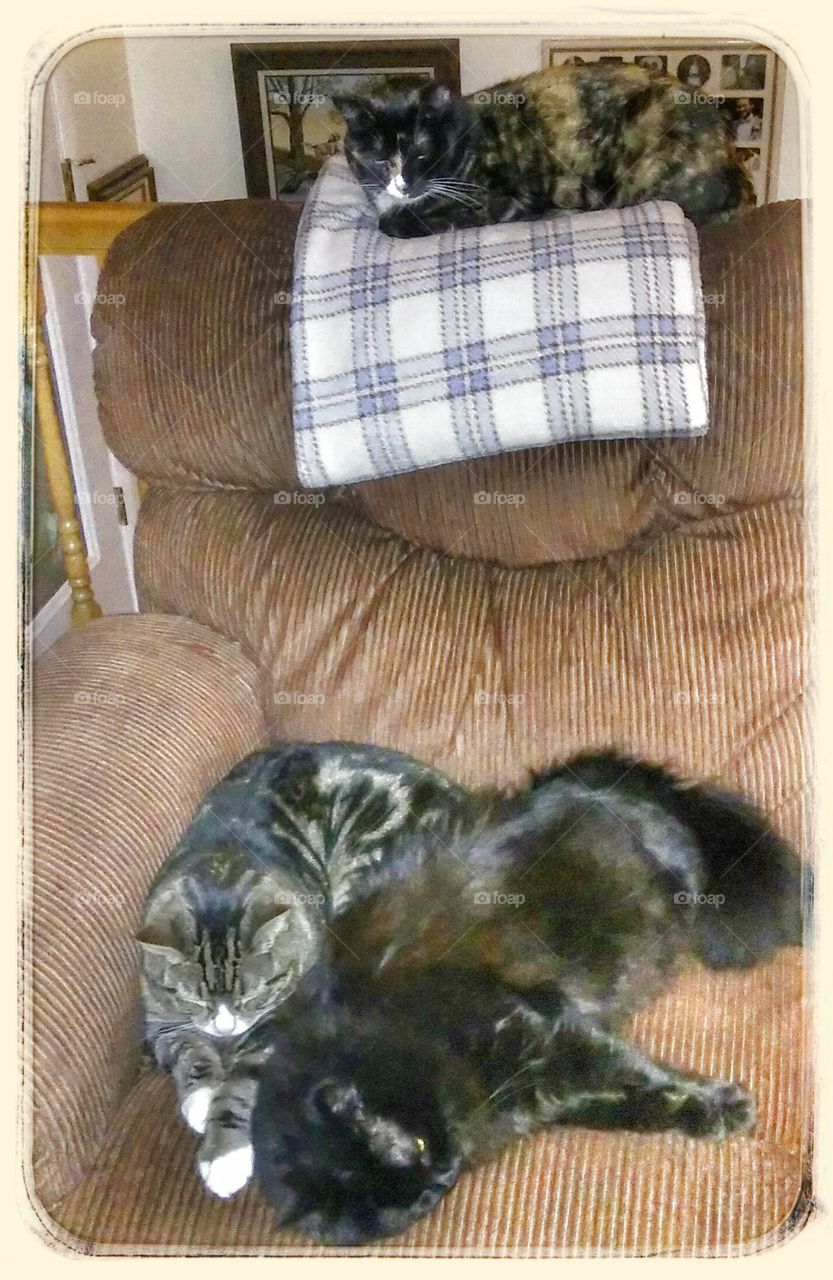 My Three Kitties