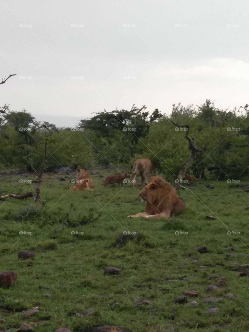 lions laying around