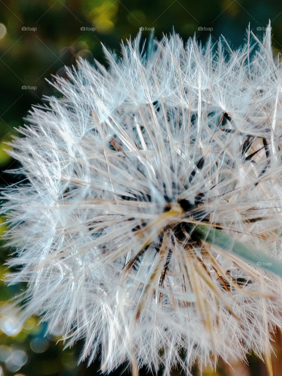 Dandelion