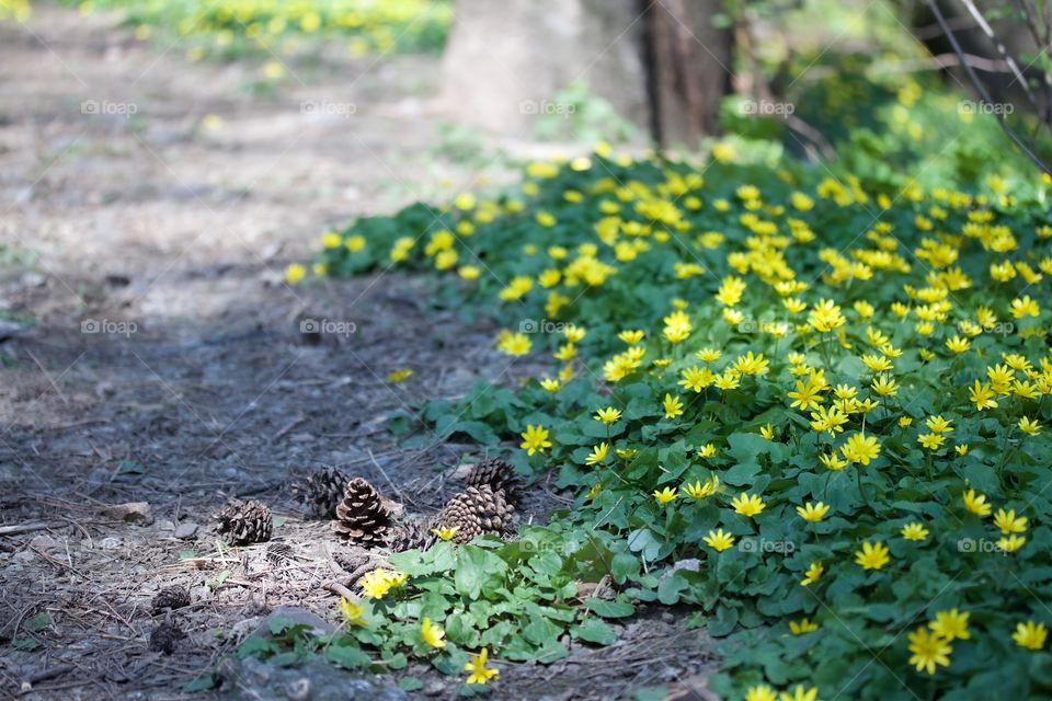 Celandine flower in the forest
