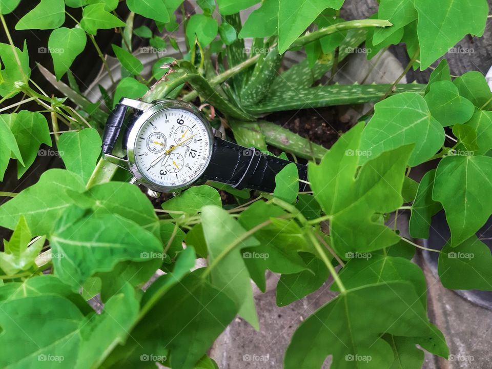 a mini cool watch for man is in the bushes.