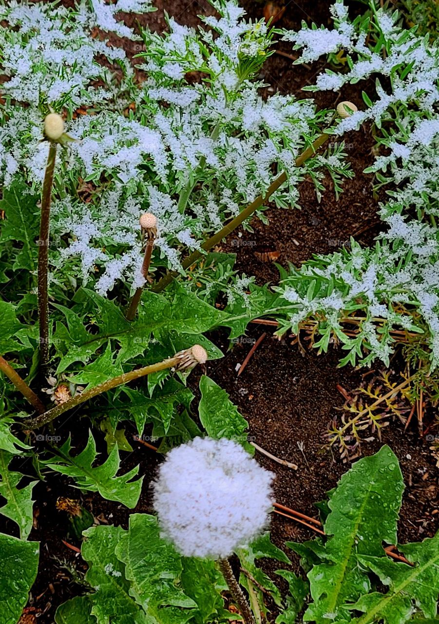 frost on the dandelion