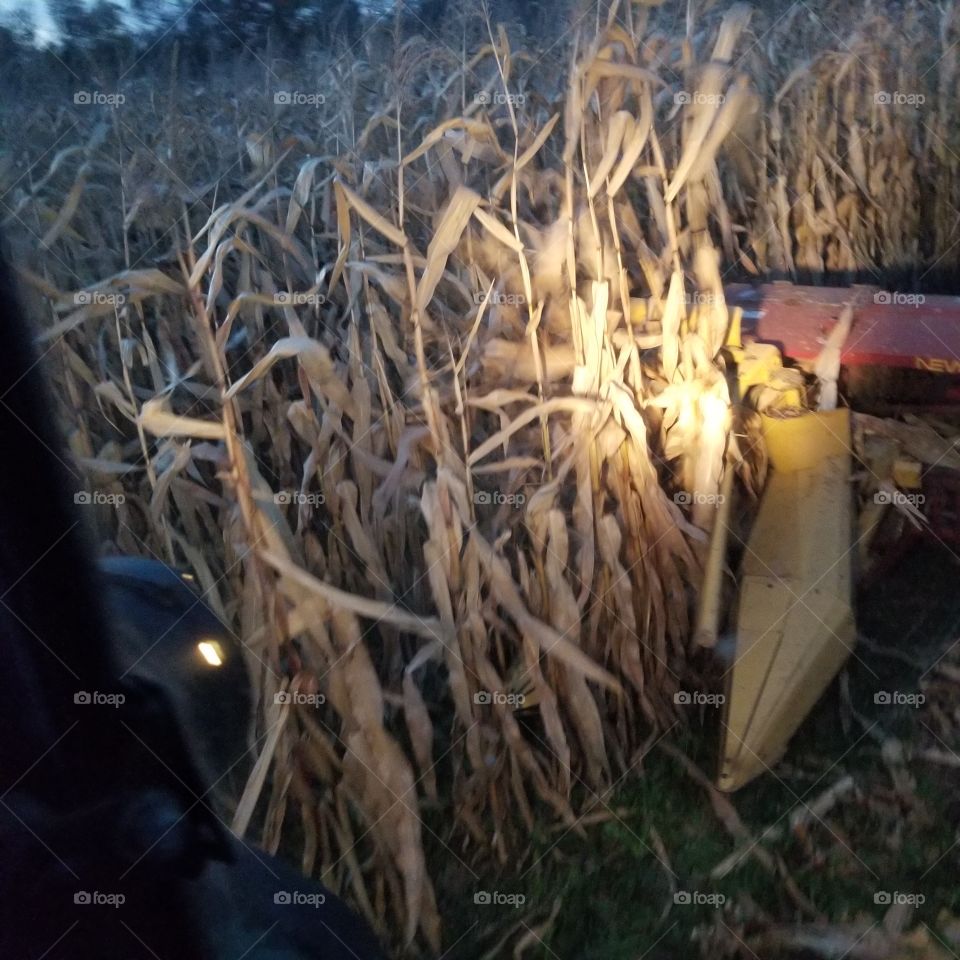 Harvesting corn.  Chopping corn silage on the farm.