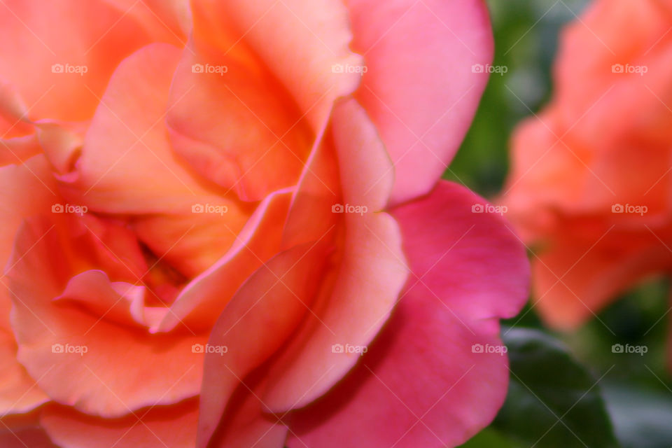 pink flower romance romantic by destinysagent
