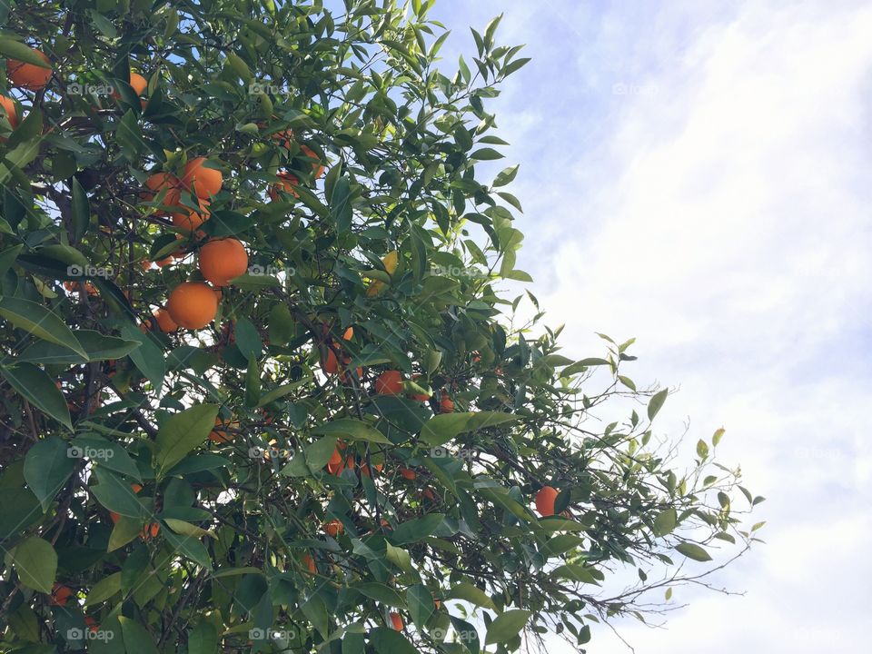 Orange in a tree