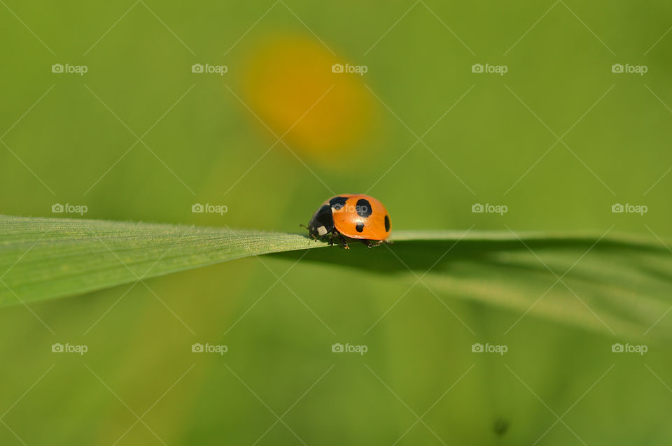 Summer, a sunny day, the grass is green, the Ladybug is running, bask in the sun, and take shelter in the grass, in the coolness of the shady grass.