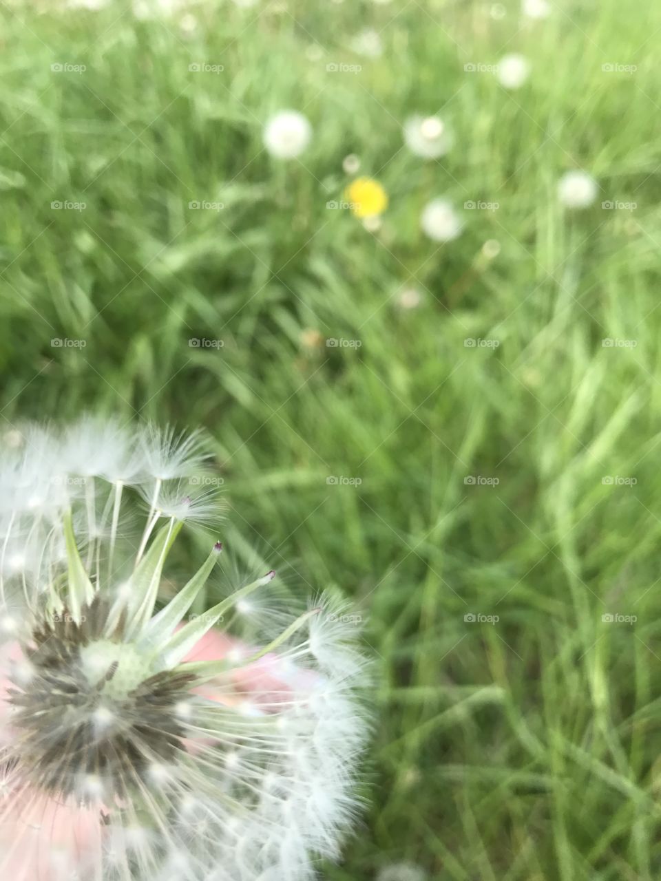 Dandelion 