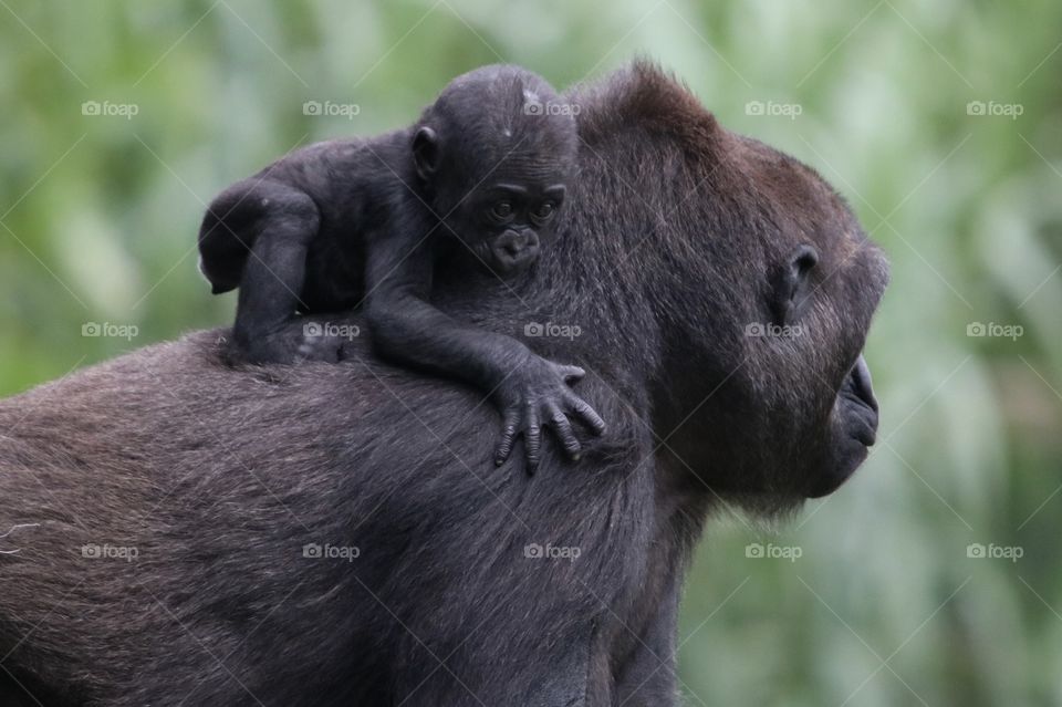 gorilla with a young gorilla