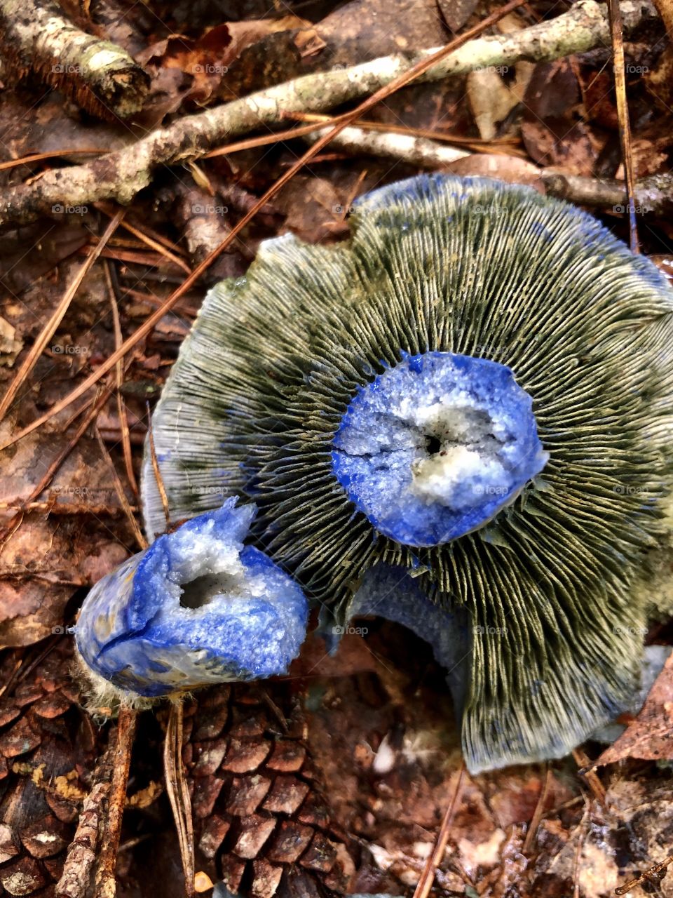 Wild blue mushroom closeup 