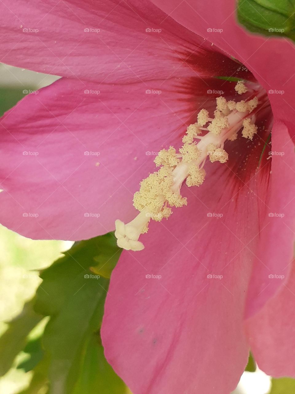 interior de una flor rosada en su perfil