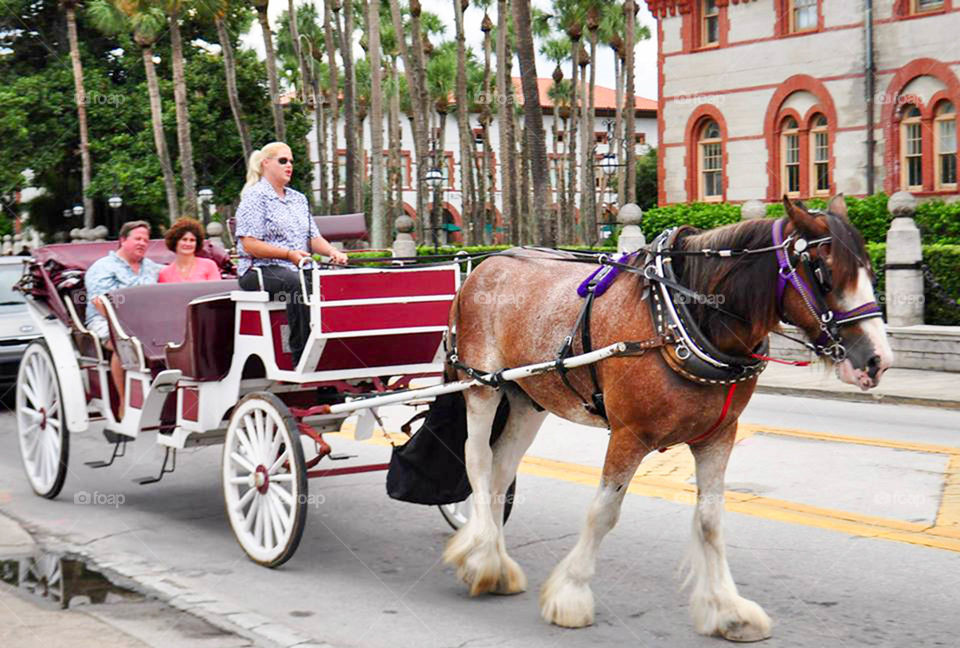 Horse drawn carriage. Couple riding in horse drawn carriage in historic St Augustine Florida