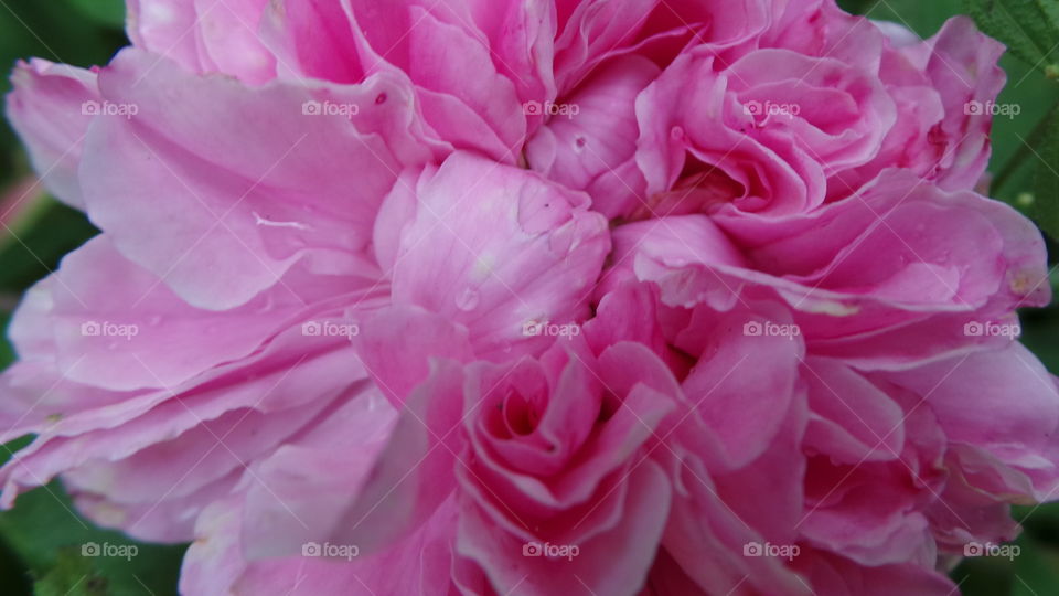 macro closeup on a beautiful bright pink rose
Pink Roses
Happiness, Elegance, Romance, Admiration, Sweetness, Thank You
Ranging from a subtle hint of color to deep and bright, pink roses have come to mean joy, happiness, gratitude and admiration. They’re often seen in bridal arrangements, thank you or congratulations bouquets. Considering the word “rose” brings to mind the faint blush of a fair maiden’s cheeks, it’s not surprising these blooms are a favorite to give and receive.
There are many different variations of pink, from a pale blush to a gentle medium pink to a vibrant pink, each having its own meaning and implication. The palest pink roses are a sign of gentleness, joy and grace. Bridal Pink is a perfect pale pink floribunda rose that is long lasting and offers a spicy scent. The light to medium pink roses can show sympathy or admiration. Lady Diana is a beautiful light pink rose perfect for either emotion. Deep pink roses, such as Laser and Diplomat are perfect choices to show someone how grateful you are to have them in your life.