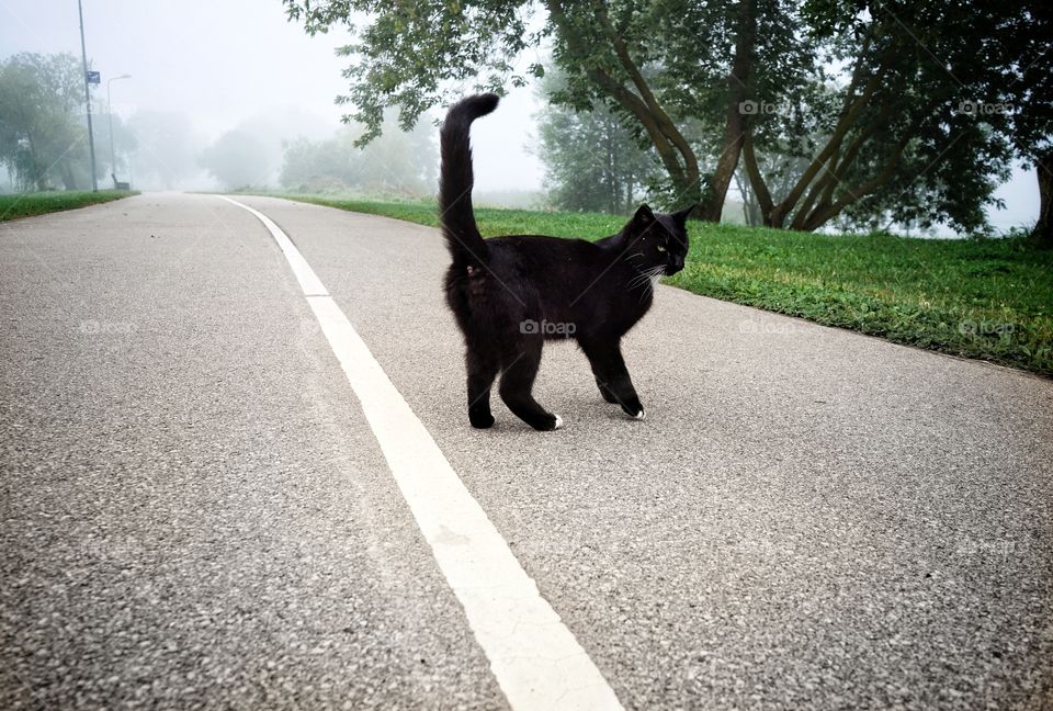 Blackcat on the road