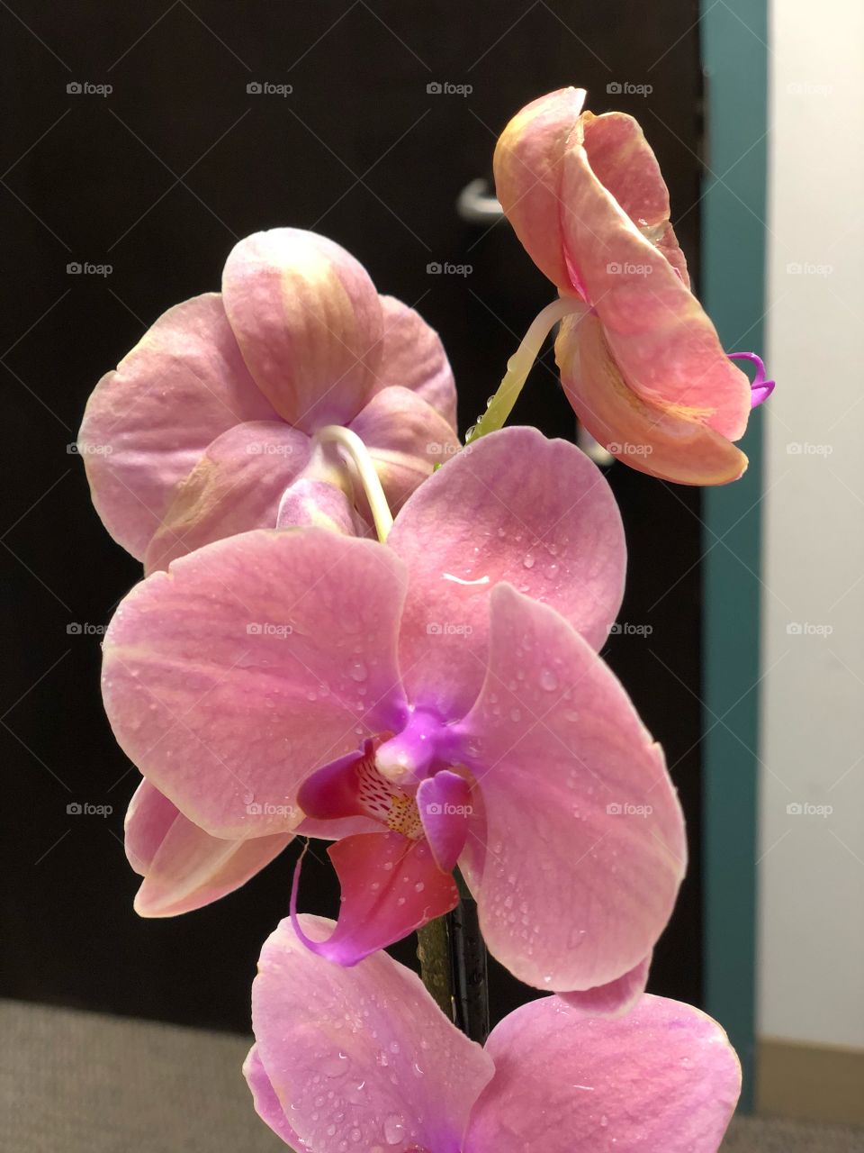 Beautiful Orchids