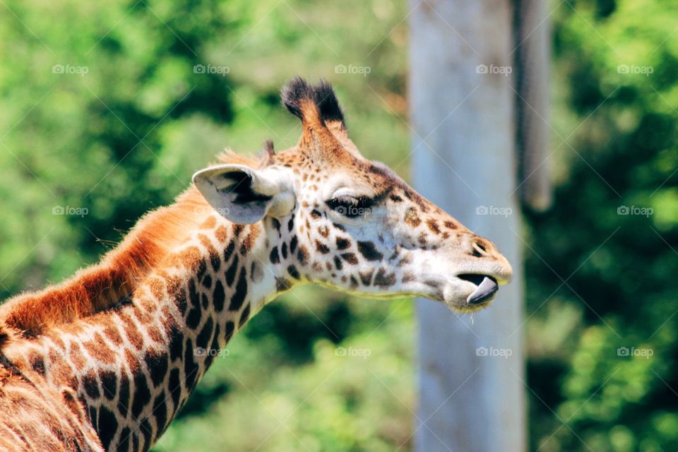 Giraffes