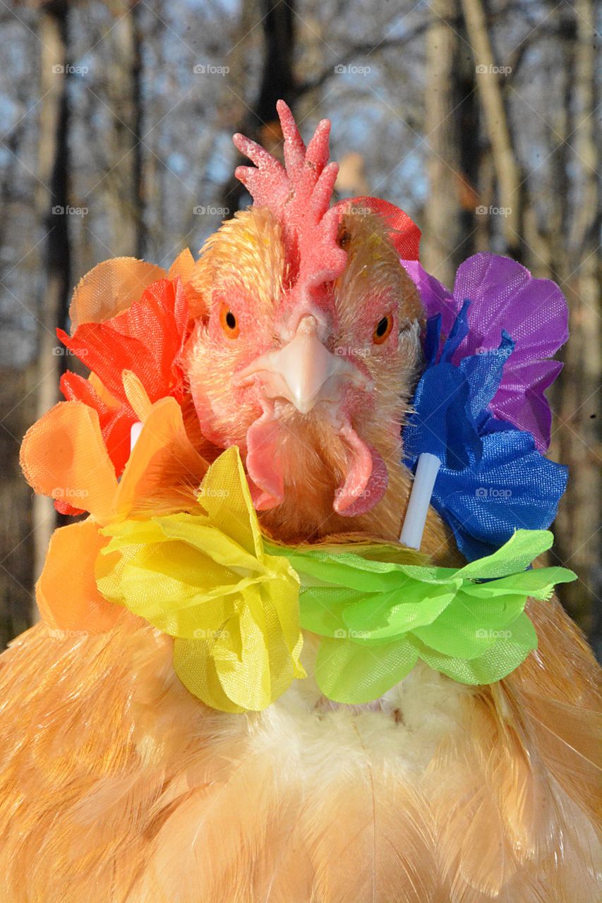 Headshot of a tan chicken wearing a Hawaiian lei