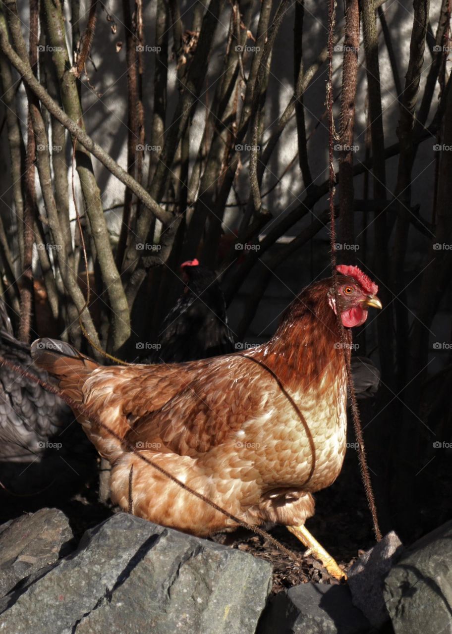 chicken in farm